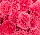 恋愛とスピリチュアルのサイトの文章に感銘を受けました