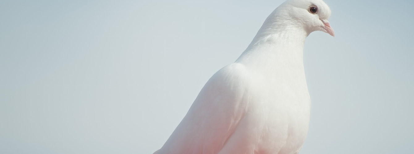 京都観光で買ったかわいいハトみくじが出会いを呼んでくれました 電話占いの森