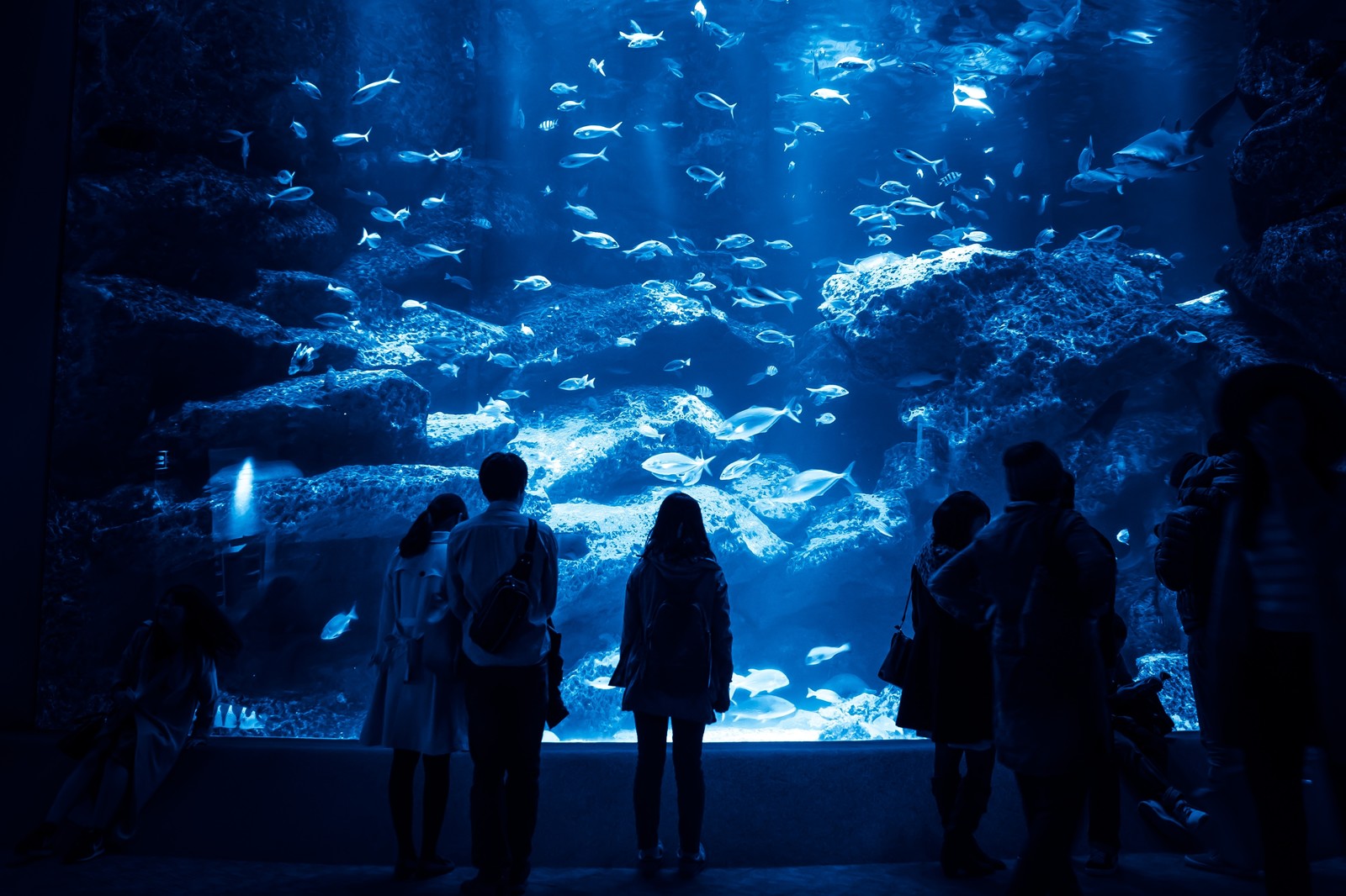 水族館デート、後夜景を観にいく Photo By ぱくたそ