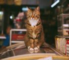 ピンクの「招き恋猫」のお守りで恋愛運アップ！大好きな彼と復縁できました！