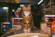 ピンクの「招き恋猫」のお守りで恋愛運アップ！大好きな彼と復縁できました！