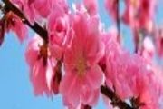 桃香先生（ユアーズ）
