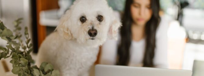 電話占いのおかげで、亡くなった愛犬の気持ちを教えてもらい前向きに捉えることができました